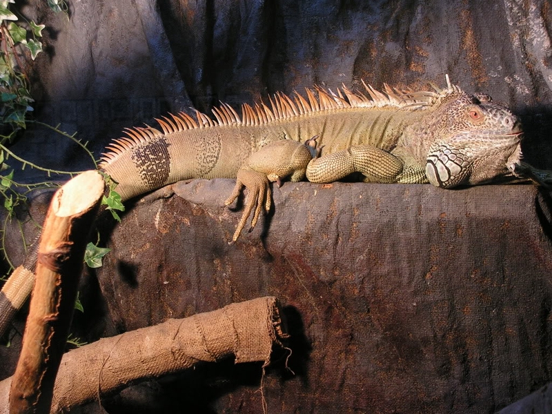 15.10.2011. – XVI. Revell kup, Celje